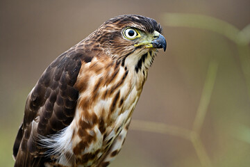 red tailed hawk