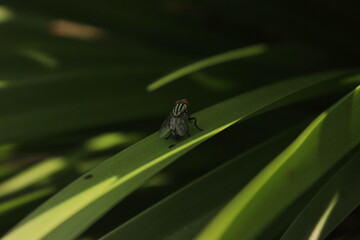 exotic fruit fly on leaf