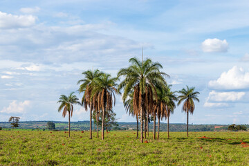 Naklejka na ściany i meble Paisagem do cerrado com palmeiras em Minas Gerais, Brasil.