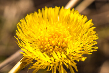 close up of yellow flower