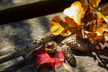 秋をイメージする木の実や色づいた木の葉と木漏れ日