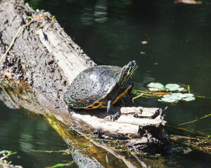 Turtle