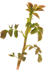 Young sprig of rose hips, isolated on white background