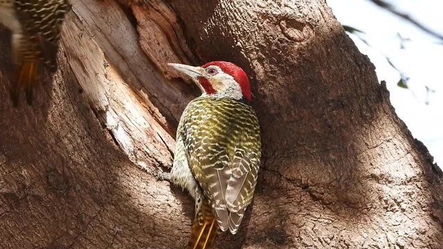 Male Bennets woodpecker clearing a hole in a tree