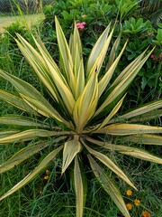 aloe vera plant