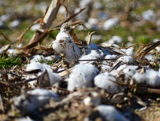 Leftover Field Cotton: Closeup 1