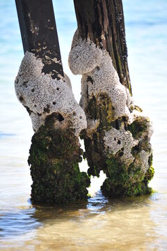 barnacles growing on the pier support
