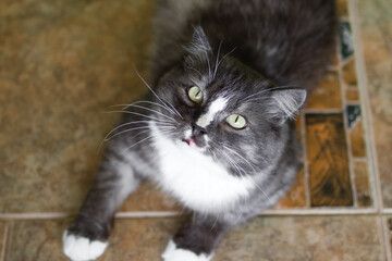 Flat lay on close up portrait of adorable fluffy gray and white cat in sunlight.