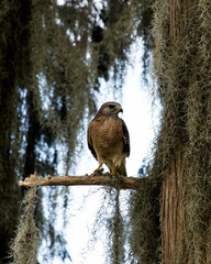 Hawk