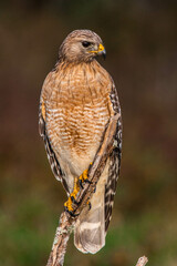 Hawk