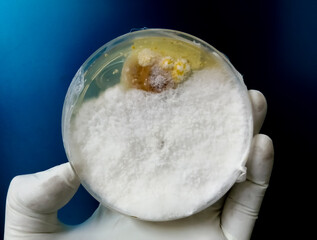 The scientist is holding Petri dish plate with Malt Extract Agar use for growth media to isolate...