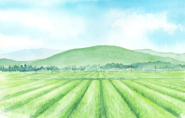 Fototapeta na wymiar 茶畑の風景　水彩画　手描きアナログ