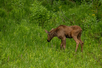 Naklejka na ściany i meble Young Moose Grazes in Thick Grass