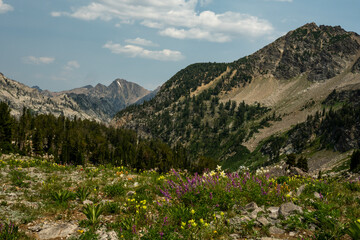 Wildflowers Bloom In Summer In The Teton Range