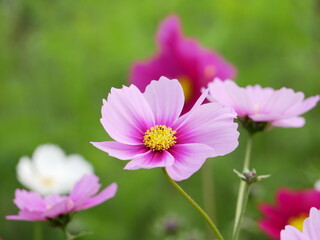 ピンク色のコスモス