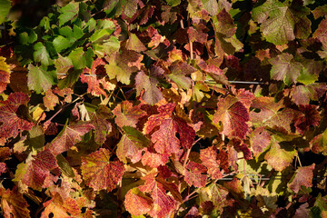 Vivid red grape leaves stand out in an Oregon vineyard in October.
