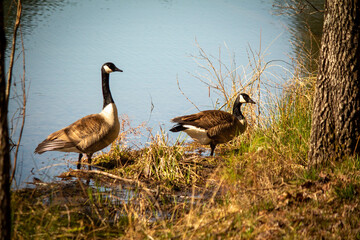 Geese