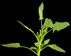 Spinach leaves isolated on black background