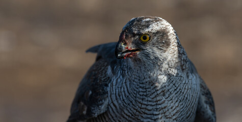 Close-up of a hawk on the hunt
