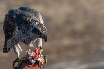 Close-up of a hawk on the hunt