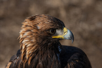 Close-up of the head of a golden eagle