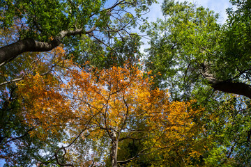 秋の晴れた日の常緑樹と紅葉したオレンジ色の葉