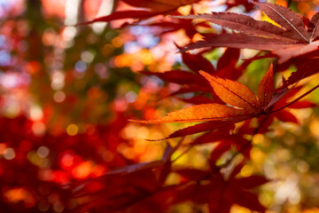 鮮やかに紅葉したカエデの葉のクローズアップ