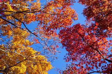 見上げた青空を埋める美しく紅葉したカエデの葉