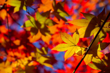 色鮮やかに紅葉したカエデの葉のクローズアップ