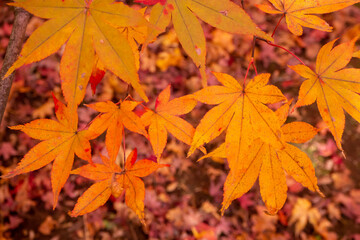 鮮やかに紅葉したカエデの葉のクローズアップ