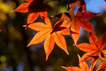 Obraz premium 色鮮やかに紅葉したカエデの葉のクローズアップ