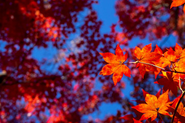 色鮮やかに紅葉したカエデの葉のクローズアップ