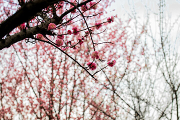 flor del ciruelo (梅花)
