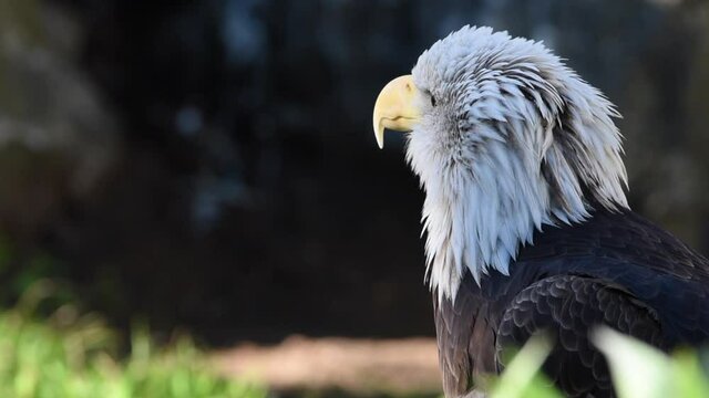 HD video close up of one bald eagle head and shoulders looking around then looks quizzically at viewer. Green trees in shadow OOF in background.
