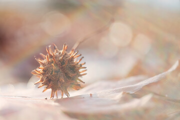 モミジバフウの実 / Sweetgum cone