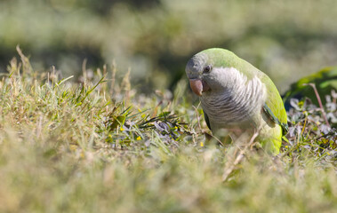 Monk parakeet (Myiopsitta monachus)
