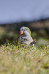 Monk parakeet (Myiopsitta monachus)
