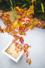 close-up of Japanese maple plant with both red and green tones shot at shallow depth of field