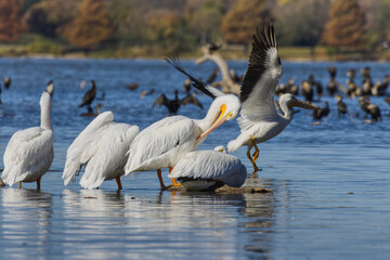 American white pelican at White Rock Lake, Dallas, Texas.