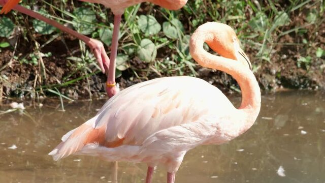 American Flamingo, Caribbean Flamingo (Phoenicopterus ruber) beautiful colorful birds close up in nature.