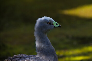 The Cape Barren Goose is a very large, pale grey goose with a relatively small head. It  is able to drink salty or brackish water, allowing many of them to remain on offshore islands all year round.