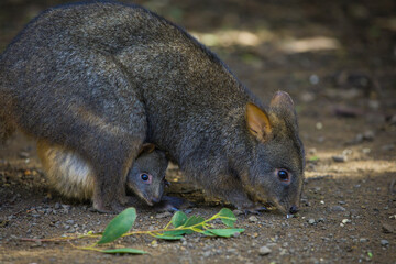 The Tasmanian pademelon (Thylogale billardierii), also known as the rufous-bellied pademelon or...