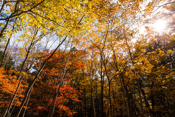 Autumn seasoan landscape in forest