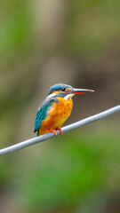 Common Kingfisher Small Bird in Bangkok Thailand