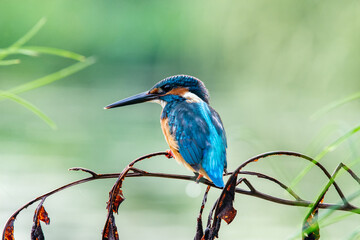 Common Kingfisher Small Bird in Bangkok Thailand