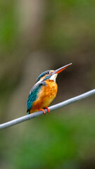 Common Kingfisher Small Bird in Bangkok Thailand