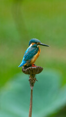 Common Kingfisher Small Bird in Bangkok Thailand