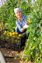 Successful female farmer hand harvesting crop of underripe tomatoes in her home garden in summertime