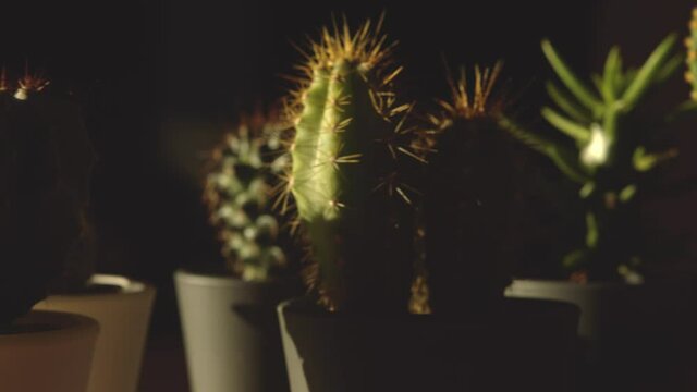 Different shaped home small cactus and succulent plants in pots at sunset extreme close up pan