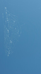 Cobwebs on a blue sky background